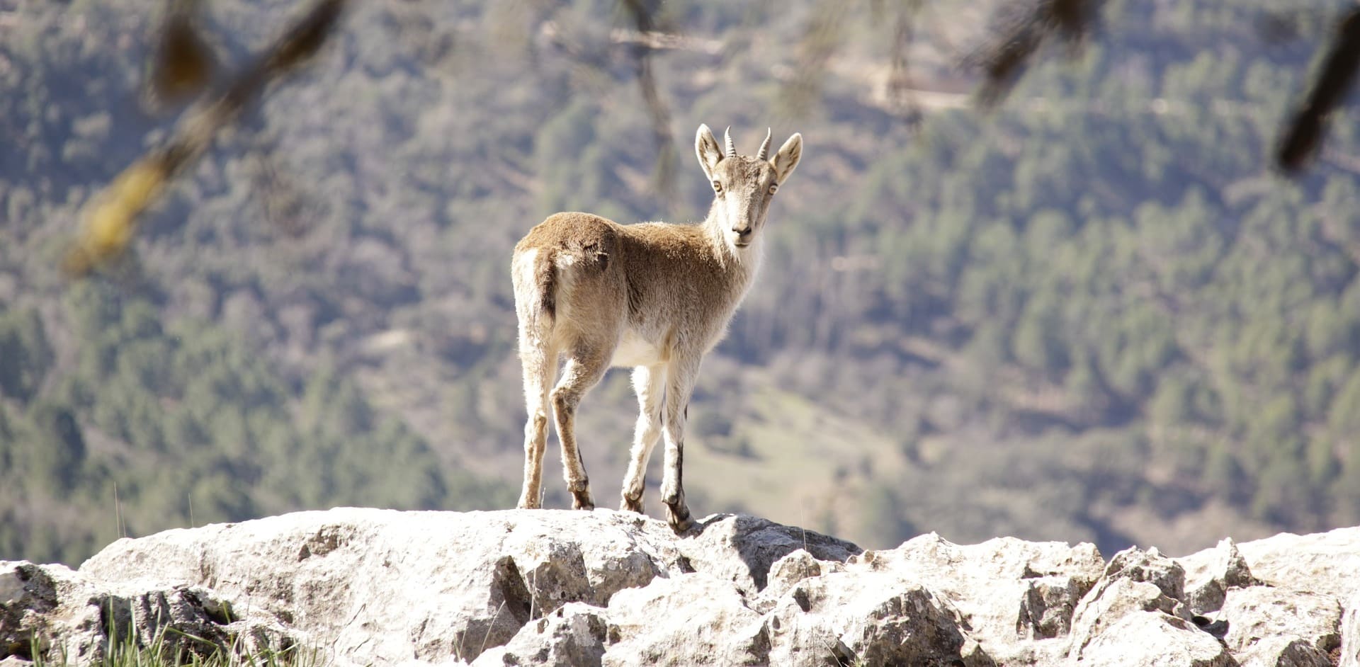 Que ver en la sierra de cazorla